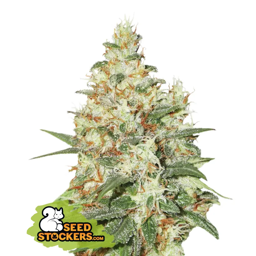 Seedstockers O.G. Kush Auto samonakvétací semena