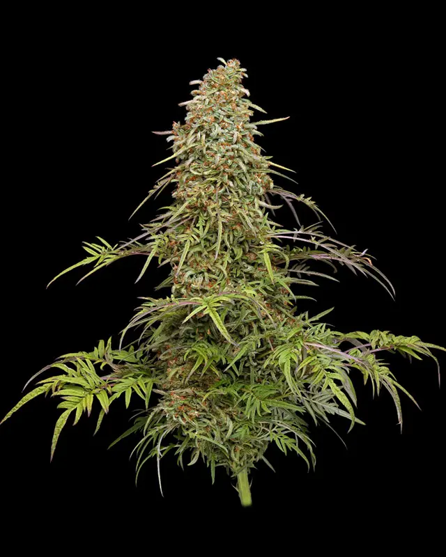Humboldt Seed Company Supafreak feminizovaná semena