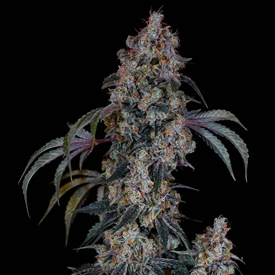 Ethos Genetics Thug Rozé R1 feminizovaná semena