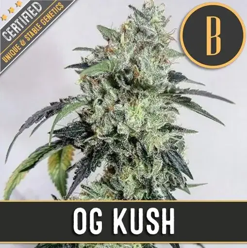 BlimBurn Seeds OG Kush feminizovaná semena