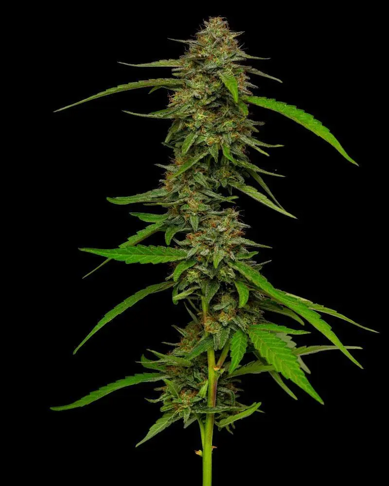 Humboldt Seed Company Strawberry Cheesecake regulérní semena