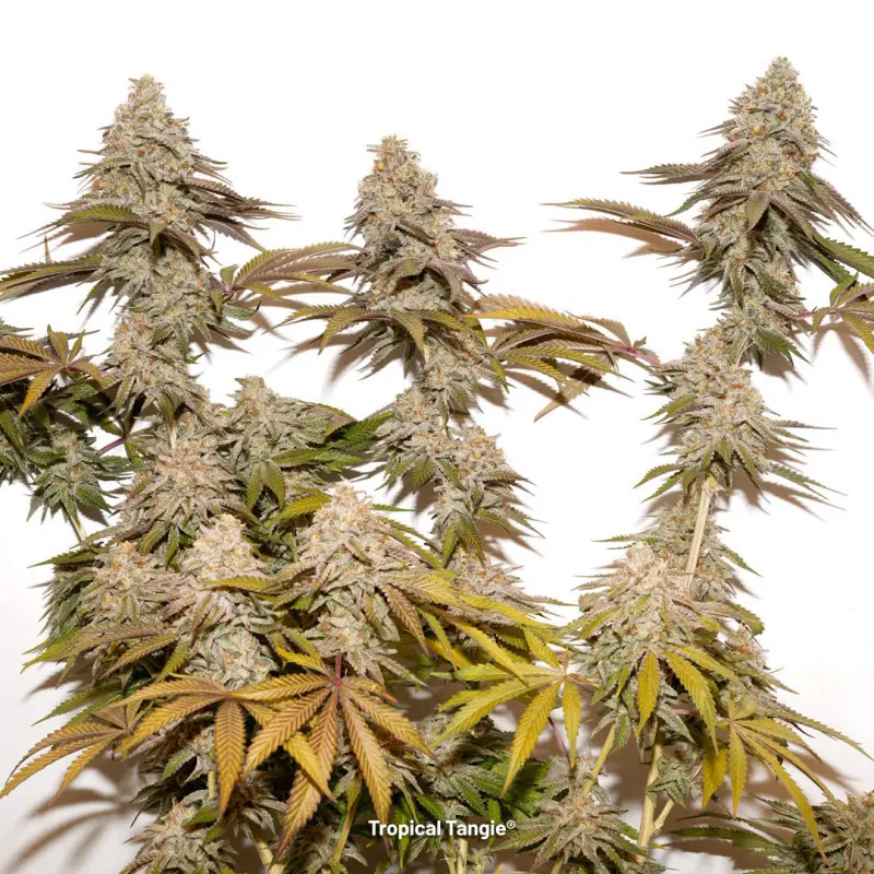 Tropical Tangie - feminizované semena 10ks, Dutch Passion