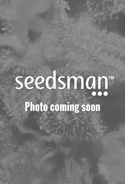 Expert Seeds Lavender feminizovaná semena