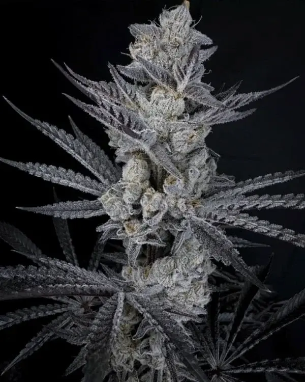 Solfire Gardens Diamond in the Black feminizovaná semena, 6 ks