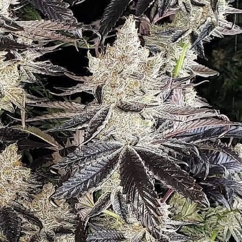 Ethos Genetics Ethos Cookies R2 feminizovaná semena