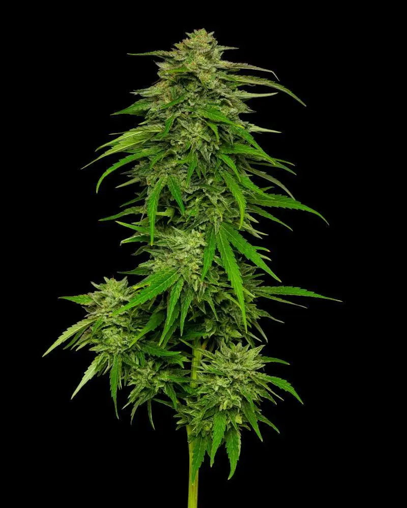 Humboldt Seed Company Mango Sherbet regulérní semena