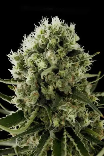 Critical Jack Autoflower - 5 ks feminizovaná semínka Dinafem