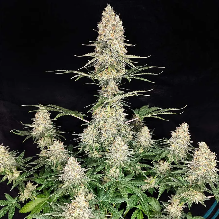 Quasar - feminizovaná semena, 3 ks, Buddha Seeds