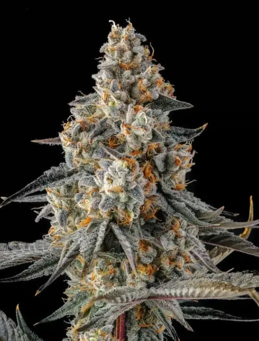 Paradise Seeds x Compound Genetics La Llorona feminizovaná semena, 3 ks