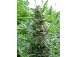 Ace Seeds Panama feminizovaná semena