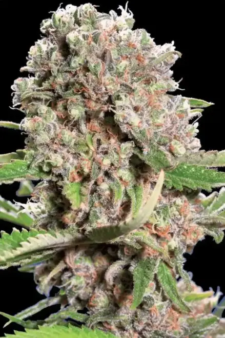 Paradise Seeds Chongs Choice Mendocino Skunk feminizovaná semena