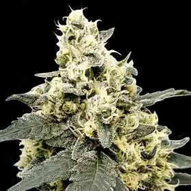 Paradise Seeds Lemonade Auto samonakvétací semena