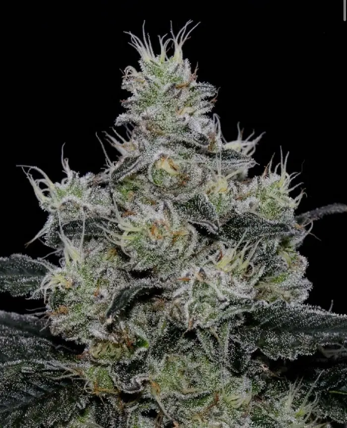 Symbiotic Genetics Grease Fire feminizovaná semena