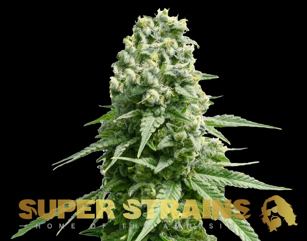Super Strains Amnesia feminizovaná semena