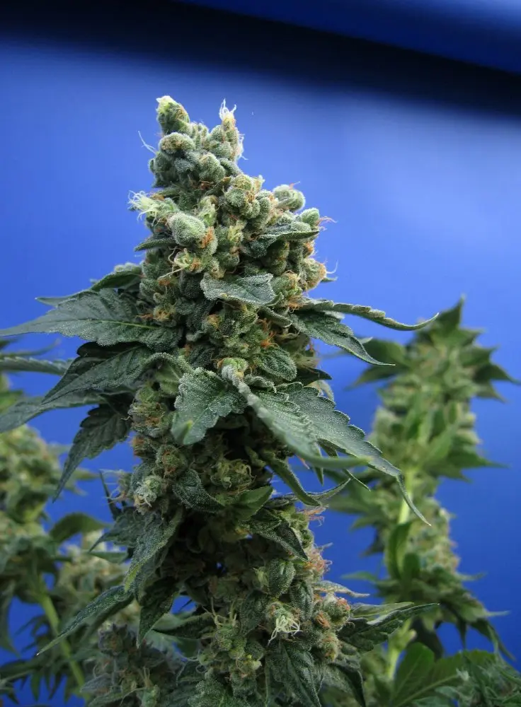 T.H. Seeds Sage'n Sour feminizovaná semena