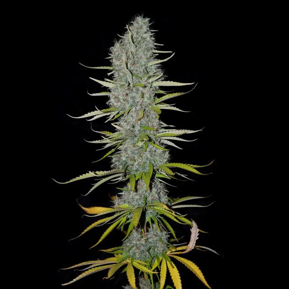 Sumo Seeds Appleberry feminizovaná semena