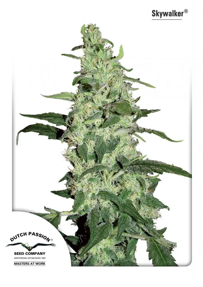 Skywalker - feminizovaná semínka 10ks Dutch Passion