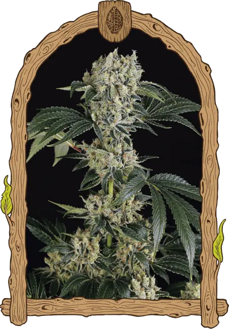 Sugar Larry - feminizovaná semena, 3 ks, Exotic Seed