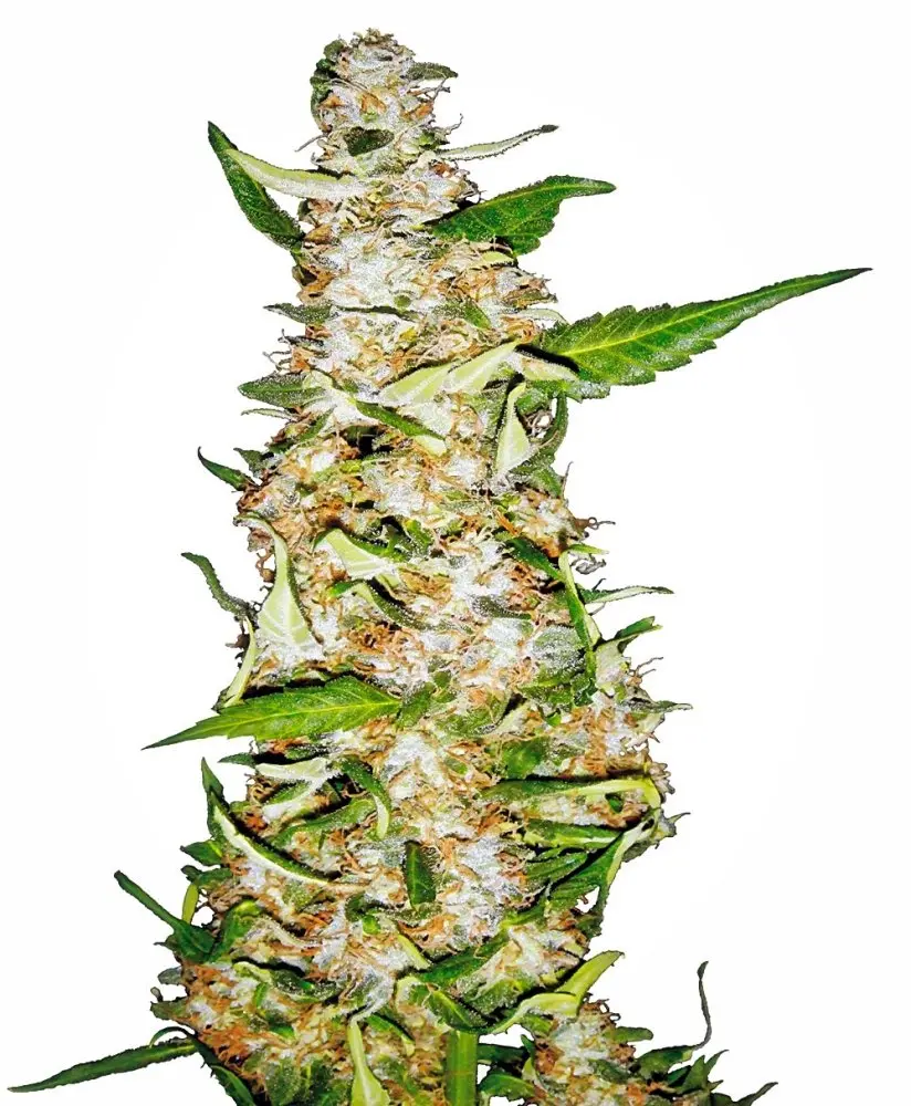 Sensi Seeds Skunk #1 Auto feminizovaná semena