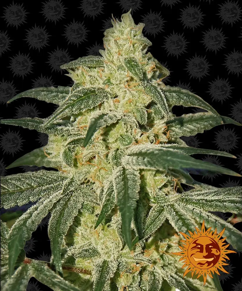 Barney's Farm Afghan Hash Plant regulérní semena, 10 ks