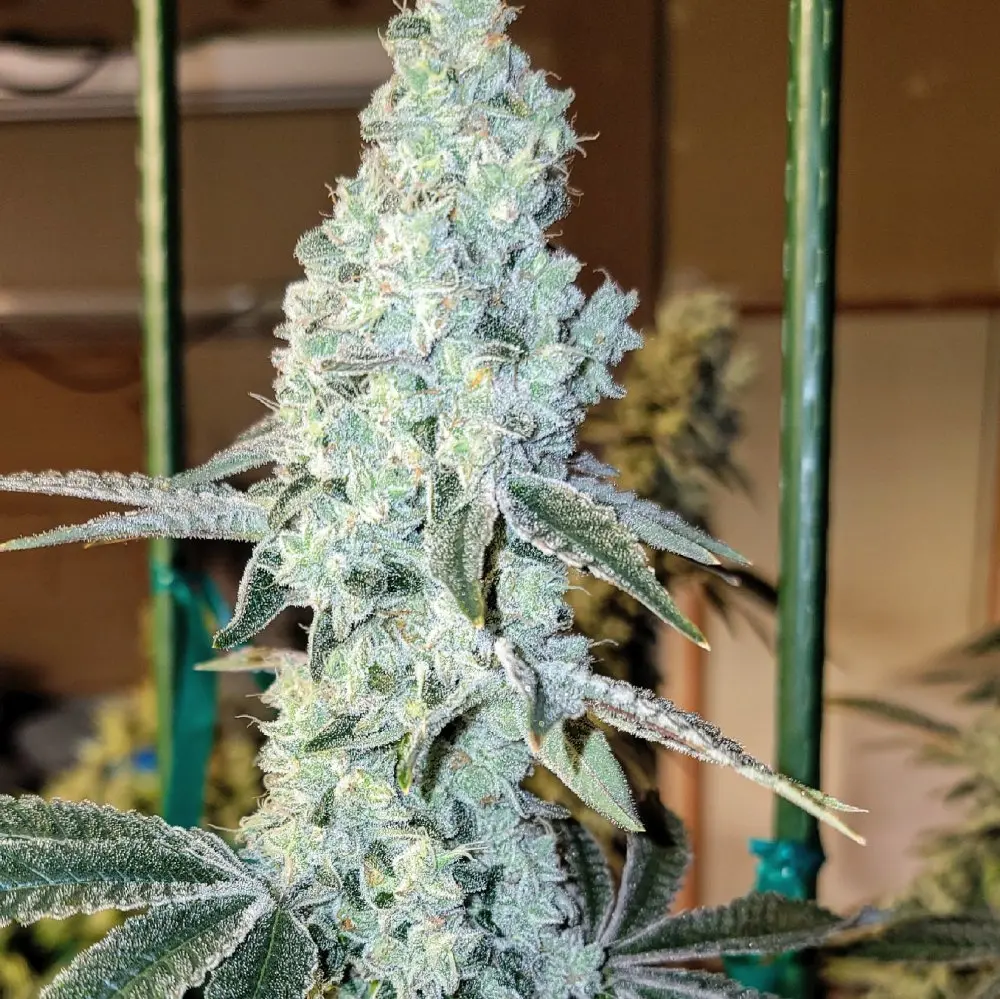 Ethos Genetics Zweet OG R2 feminizovaná semena