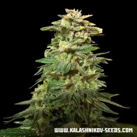 Kalashnikov Seeds Siberian Harlequin CBD feminizovaná semena