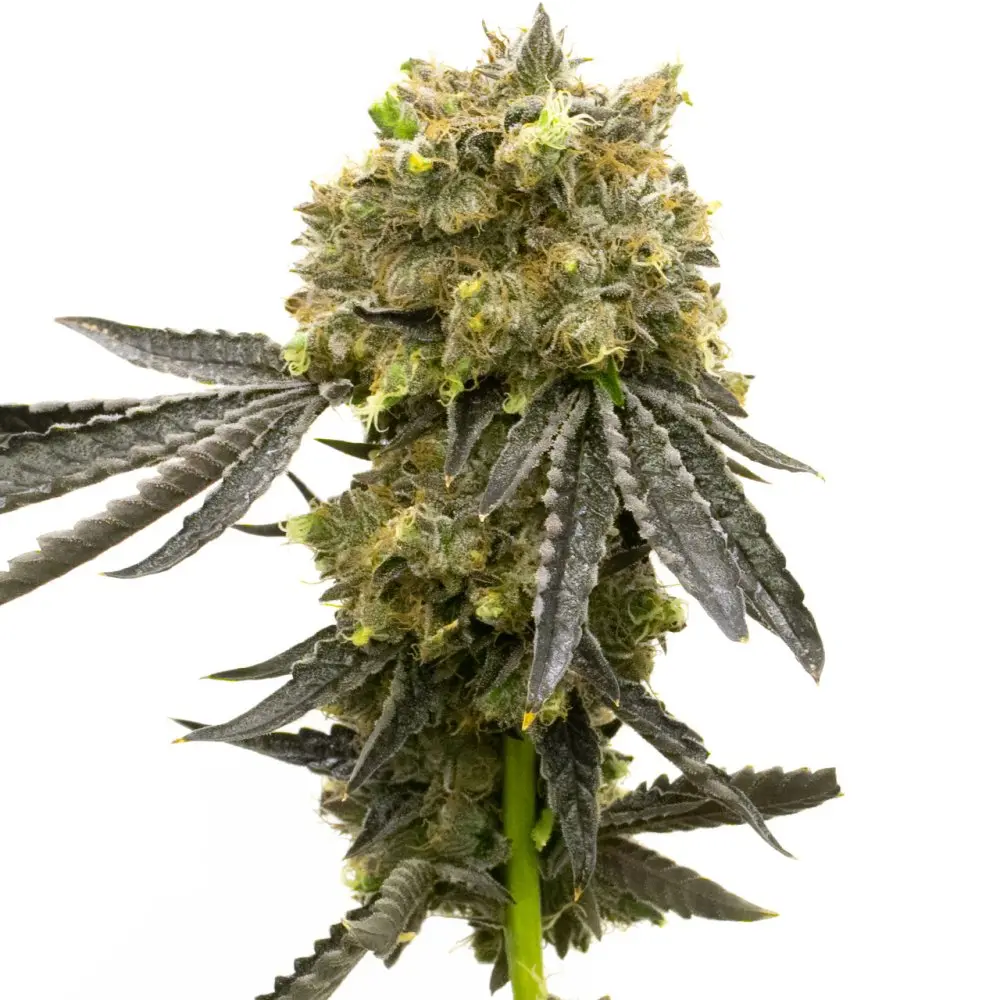 BlimBurn Seeds Dream Queen by Steve DeAngelo feminizovaná semena