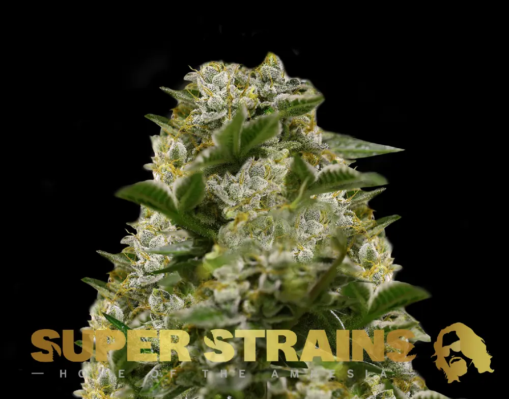 Super Strains Ibiza Farmers feminizovaná semena