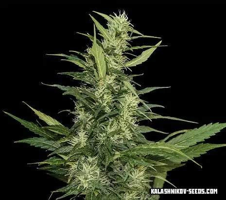 Kalashnikov Seeds Amur Giant Auto samonakvétací semena