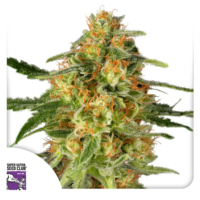 TNT Trichome - feminizovaná semena 8 ks, Super Sativa Seed Club