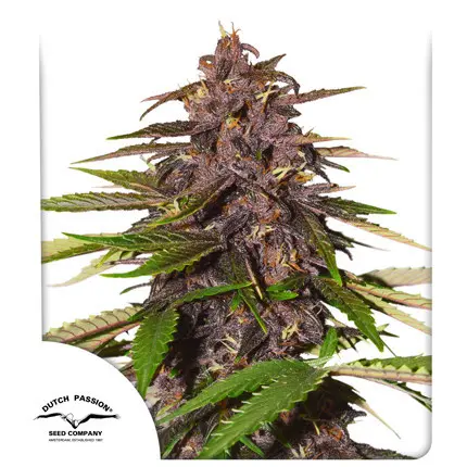 Auto Forbidden Cherry - autoflowering semena 3ks, Dutch Passion