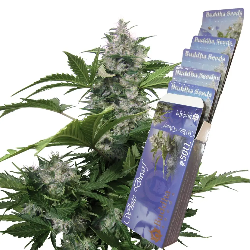 White Dwarf auto - feminizovaná semena, 3 ks, Buddha Seeds
