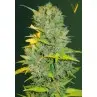 Victory Seeds Biggest Bud Auto feminizovaná semena