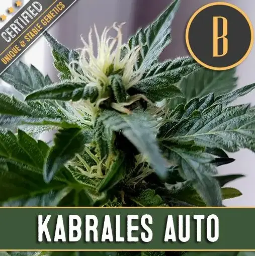 Blimburn Seeds Kabrales Auto samonakvétací semena, 9 ks