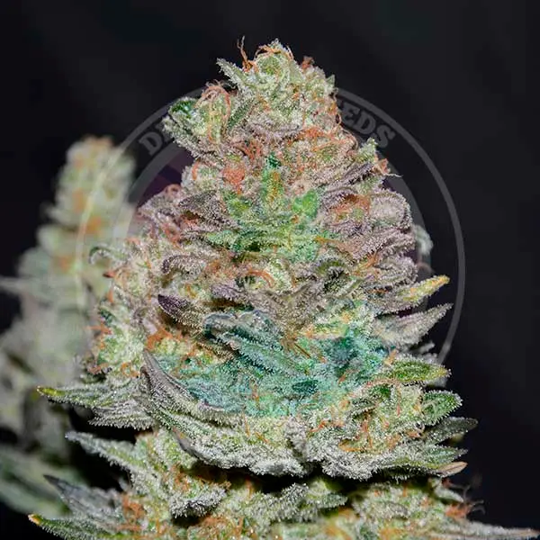 Delicious Seeds Delicious Cookies Auto samonakvétací semena