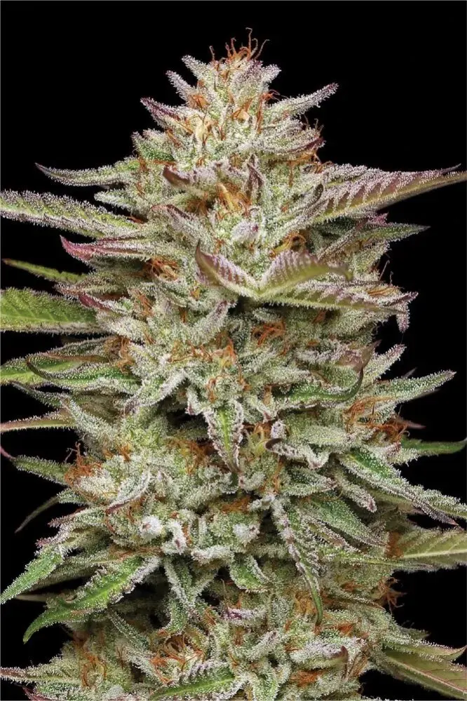 Humboldt Seed Company Banana OG feminizovaná semena