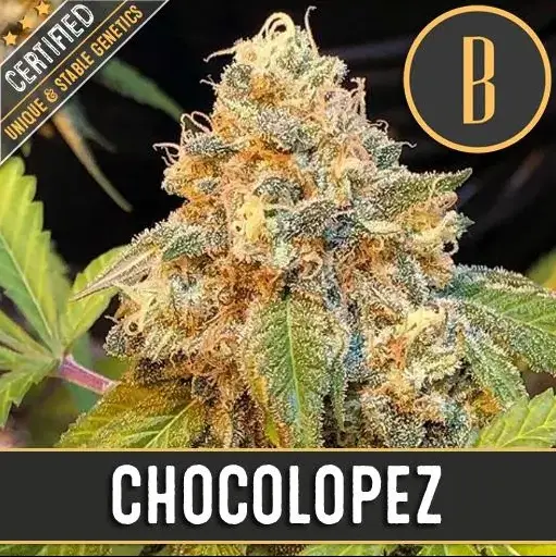 Blimburn Seeds Chocolopez feminized seeds, 9 ks