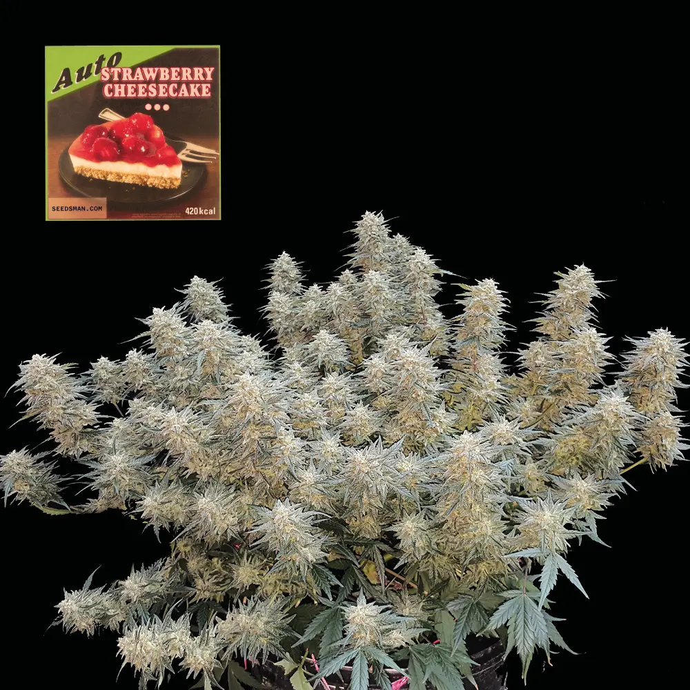Strawberry Cheesecake Auto Feminizovaná Semínka - 50