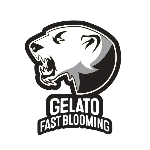 BlimBurn Seeds Gelato Fast Blooming feminizovaná semena