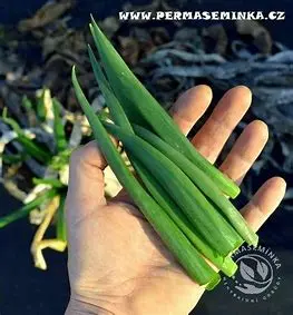 Permasemínka Cibule zimní sečka Satschen, 50 ks