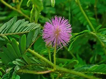 Mimosa Pudica, citlivka, semena