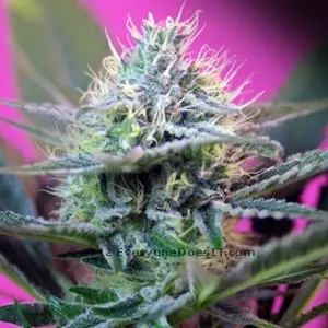 +Speed Auto – 10 ks autoflowering semínek Sweet Seeds