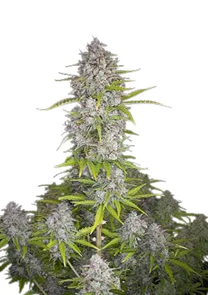Orange Sherbet Auto - autoflowering semena marihuany 5 ks Fast Buds