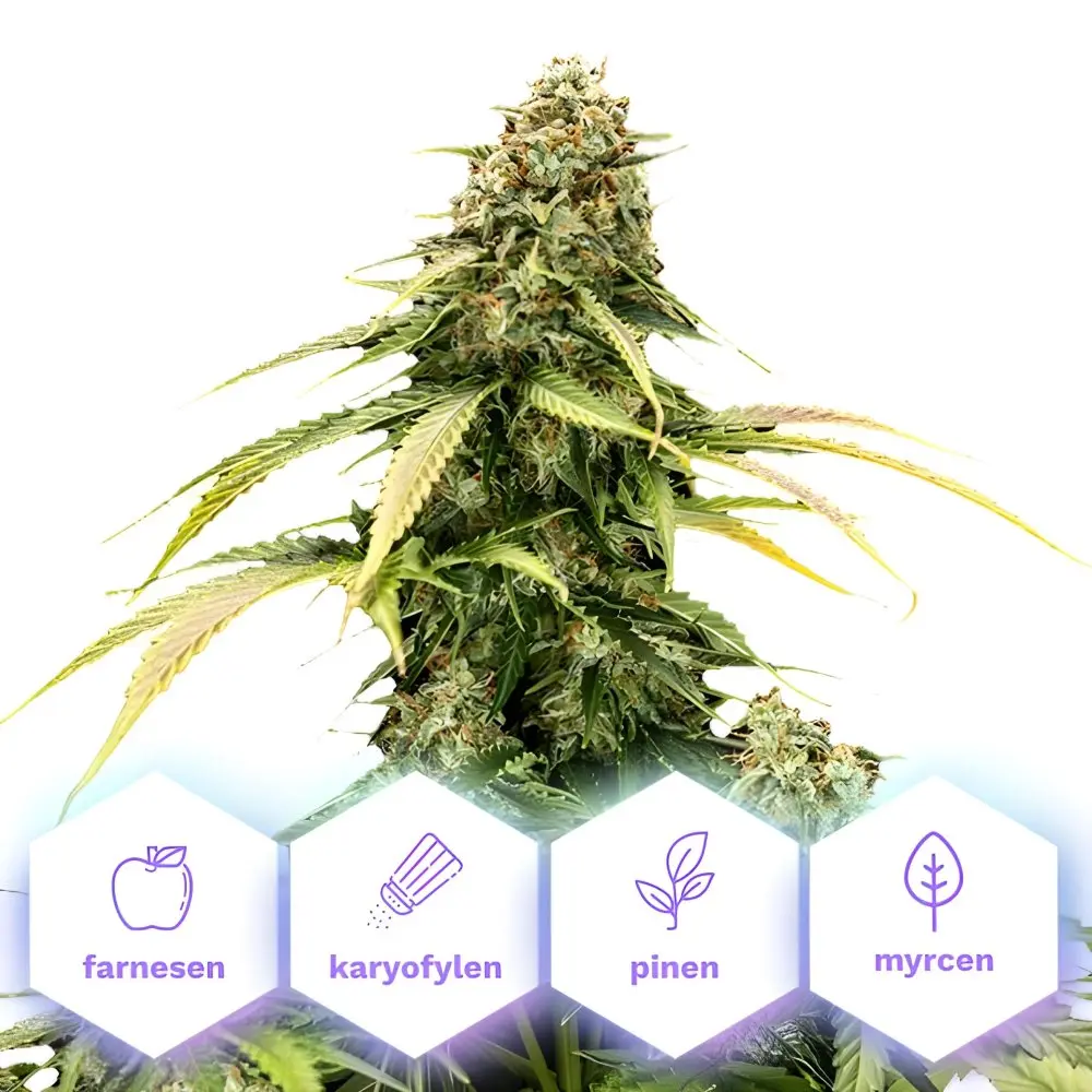 Epsilon F1 - autoflowering semena 5 ks Cannapio