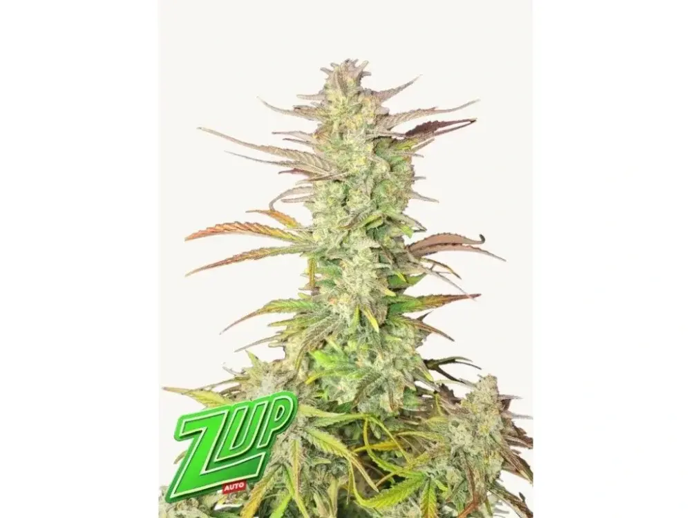 Z-Up Auto Feminizovaná Semínka - 10