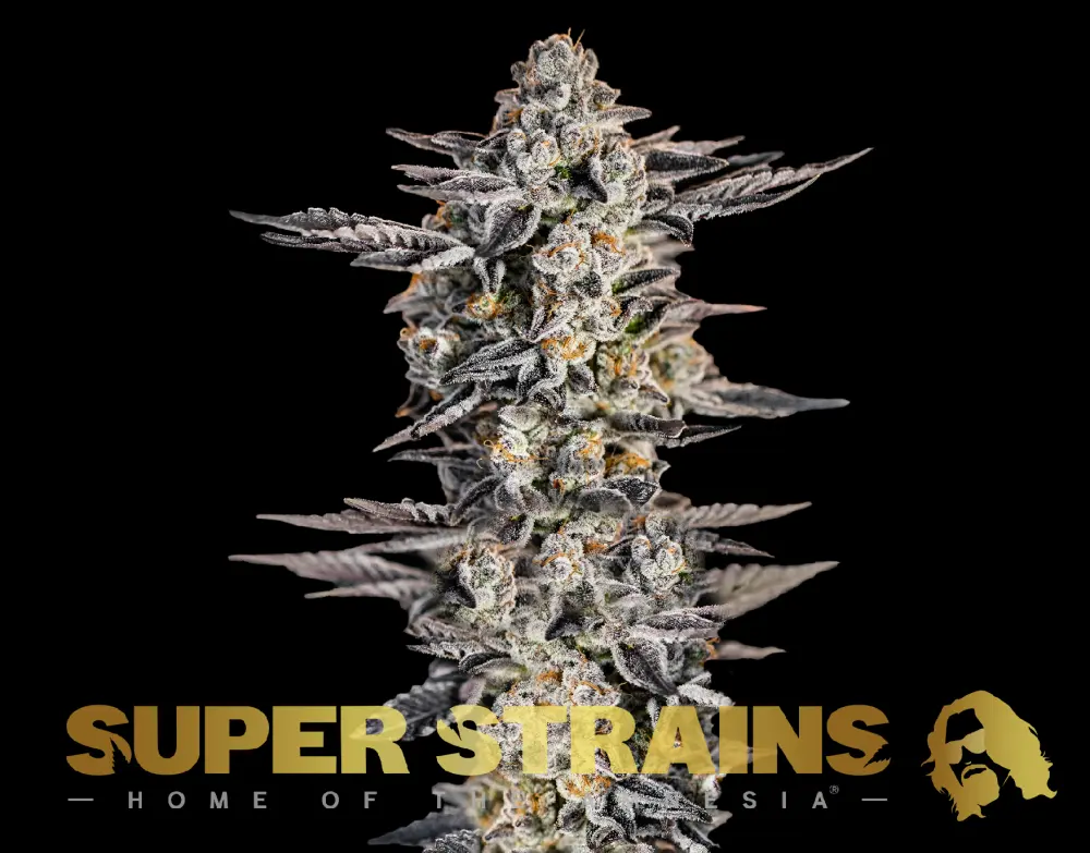 Super Strains Gelato feminizovaná semena