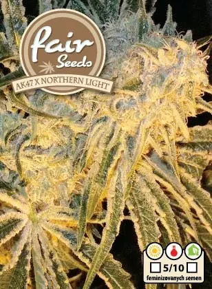 AK47 x Northern Light - 10 feminizovaných semen Fair Seeds