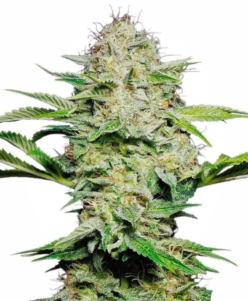 Sensi Skunk Auto Feminizovaná Semínka - 5