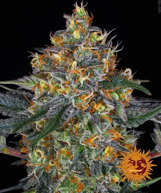 Moby Dick Auto Feminizovaná Semena 1