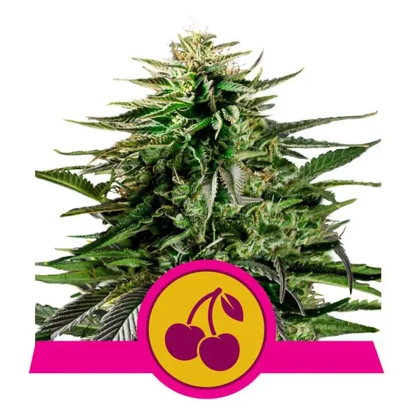 Cherry Pie Feminizovaná Semínka - 5